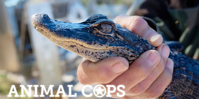 23:00: Animal Cops Miami (S16 E1) (S16) | Animal Planet | 11/3 2025