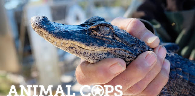 Animal Cops Miami
