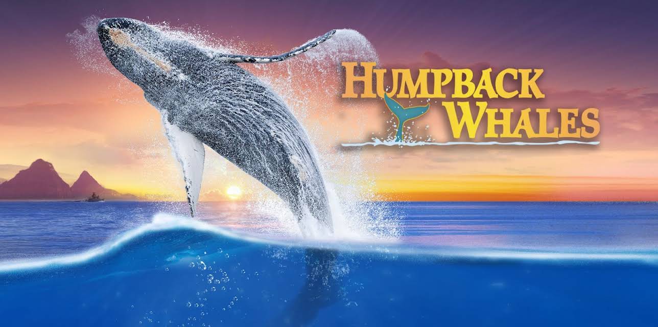 Humpback Whales (2015)
