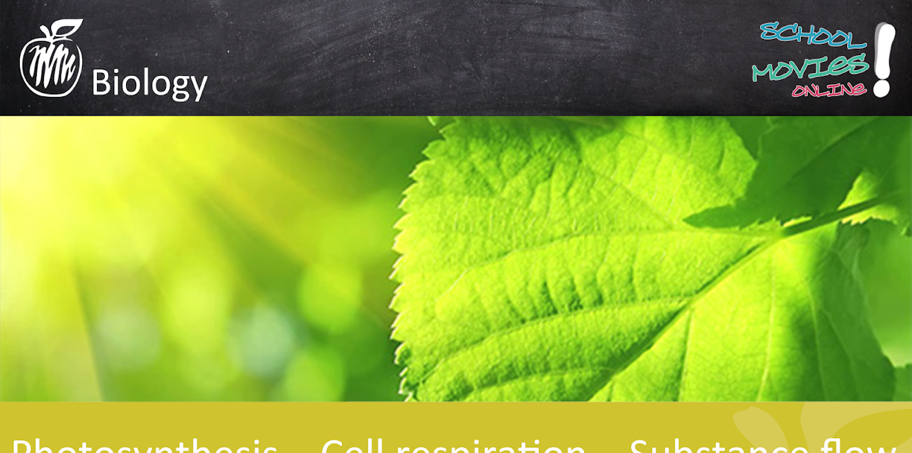 Photosynthesis - Cell respiration - Substance flow - School Movie on Biology