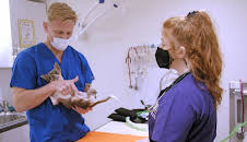 Australiens Tierrettung - Einsatz am Bondi Beach