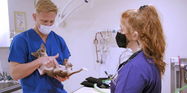 04:05: Australiens Tierrettung - Einsatz am Bondi Beach | Sixx | 1/11 2026