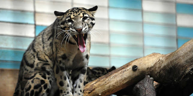 04:10: Zoobabies | RBB Fernsehen | 1/9 2026