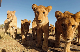 72 Cutest Animals: Compendium of Vice