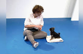 Dog Training 101: Getting the Behavior: Sit and Down