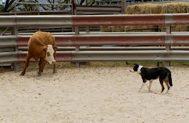 Pets in Paradise: Back to Earth