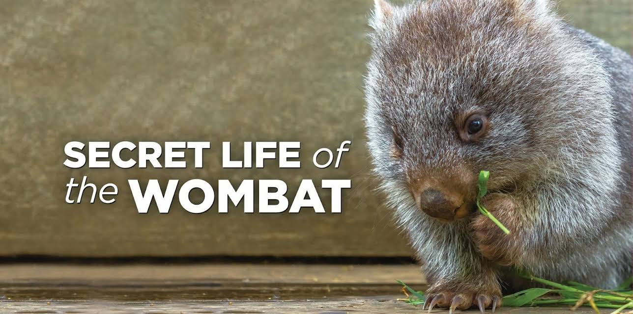Secret Life Of The Wombat