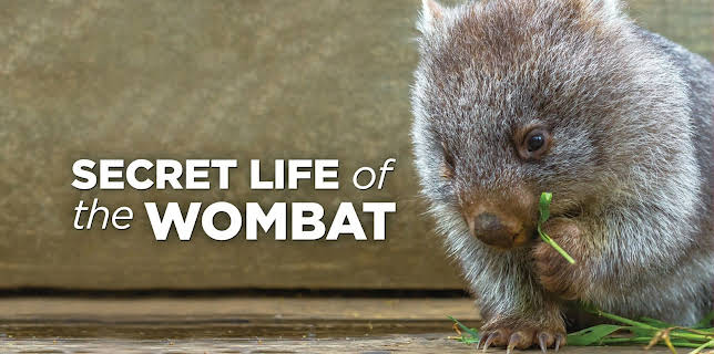 Secret Life Of The Wombat