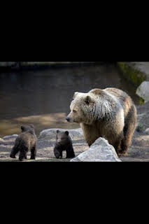 20:45: Concebido para matar: El oso grizzly | Nat Geo Wild | 3/7 2026