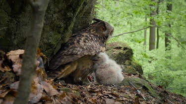 21:00: Unsere Wälder (1/3) | MDR Fernsehen | 8/23 2026