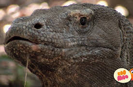 Lost!: Flash And The Hungry Dragons