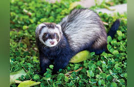 Zoology: Understanding the Animal World: Ethology: Studying Animal Behavior