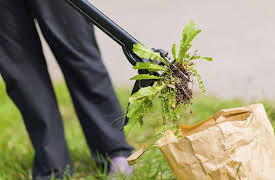 How to Grow Anything: Food Gardening for Everyone: Low-Maintenance Garden Tips