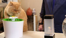 My Cat From Hell (S8 E8)