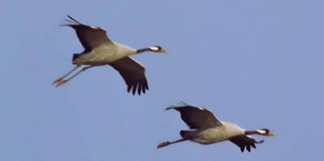 8:50 PM: Wild | BBC Four | 3/18 2026