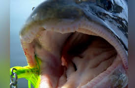 Wild Fish Wild Places: Lake Athabasca, Saskatchewan part 1