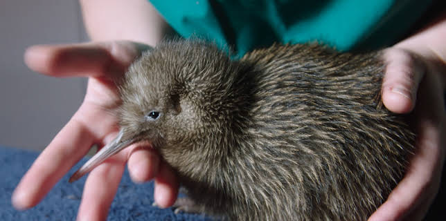 15:20: Neuseeland - Rivalen der Urzeit (2/5) | 3SAT | 11/7 2025