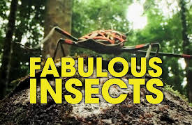Fabulous Insects: Beetles