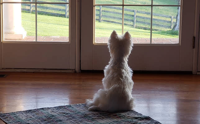 Bernadette Caulfield