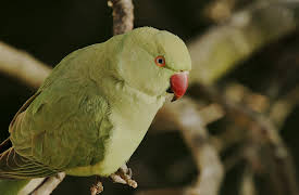 They Came to Stay - Our Alien Animal Neighbours: Parakeets