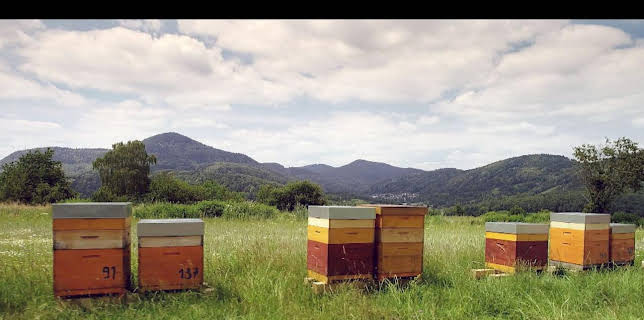 02:35: Die Bienenflüsterer | Arte | 11/4 2025