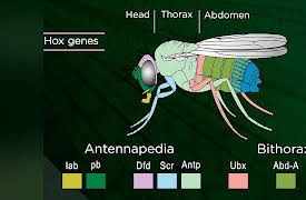 Why Insects Matter: Earth’s Most Essential Species: Fruit Flies and Other Research Insects