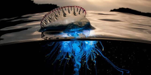 03:40: Der Blaue Planet: Auf hoher See | 3SAT | 2/2 2026