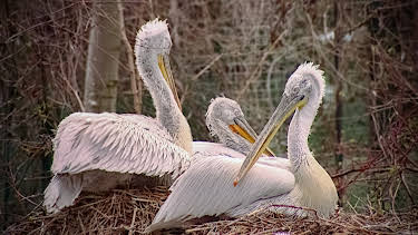 03:20: Elefant, Tiger & Co. | MDR Fernsehen | 4/23 2026