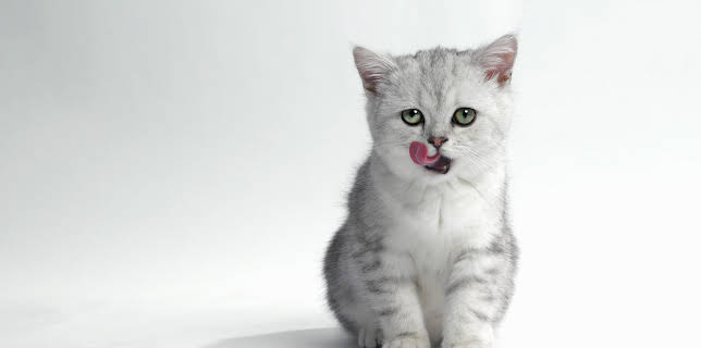 12:20: Mexico Life (S2 E4) (S2) | Kanal 11 | 3/30 2026