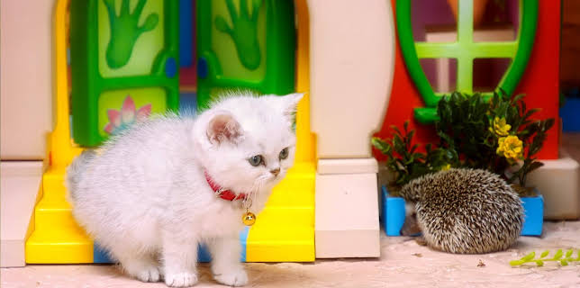 17:20: Rosin og Bolle: Ordfører Rosin | NRK 3 | 2/14 2026