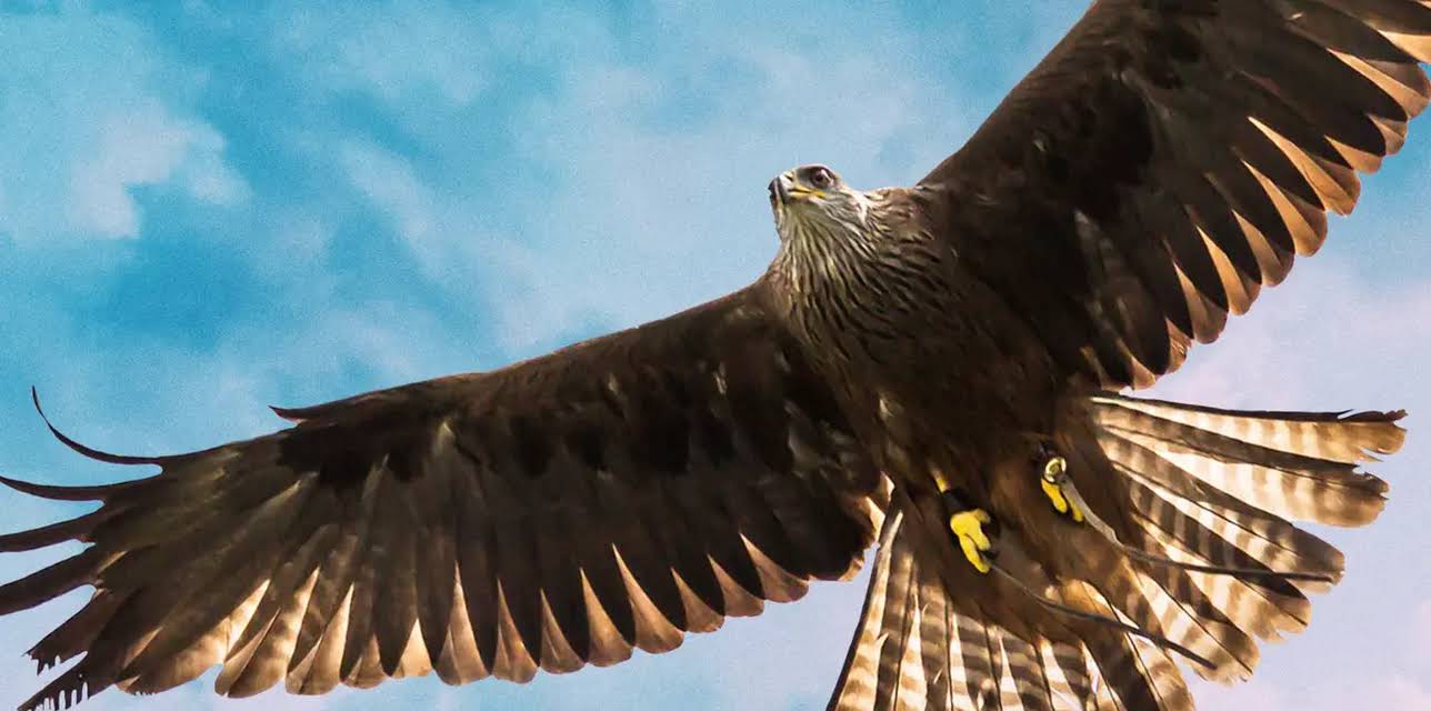 Circus In The Sky (2023)