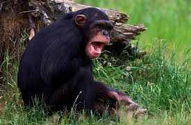 Music and the Brain: Testing Theories of Music's Origins