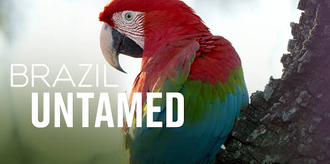 Brazil Untamed