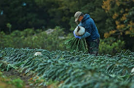 Living with Volcanoes: Benevolent Volcanoes