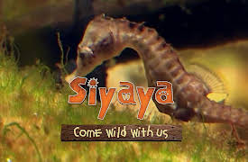 Siyaya – Come Wild With Us: To the River’s End