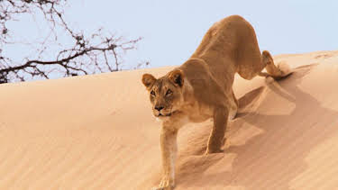 11:05 AM: Planet Earth II | CBBC | 9/29 2026