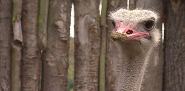 10:35: Elefant, Tiger & Co. (316) | MDR Fernsehen | 2/11 2026