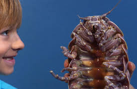 Splash and Bubbles: Get Your Feet Wet, Season 1: Deep Sea Aliens