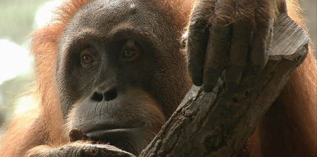 13:50: Giraffe, Erdmännchen & Co. (47) | WDR Fernsehen | 3/20 2026