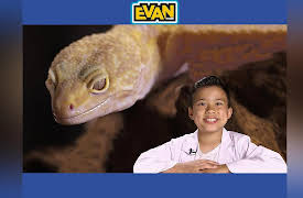 EvanTubeHD: Leopard Geckos with AnimalBytesTV!