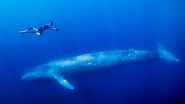 6:00 PM: Deadly 60 (S7) | CBBC | 4/3 2026