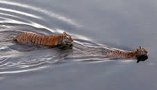 Tiger Island (S1 E2)