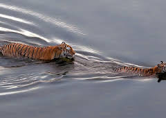 Tiger Island