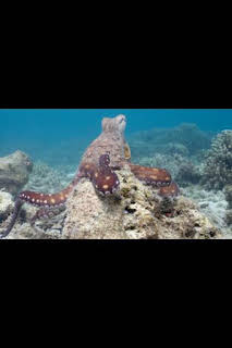 19:15: Los secretos de los pulpos: Cambiaformas | National Geographic | 4/3 2026