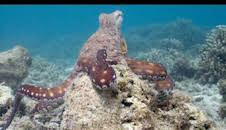 Los secretos de los pulpos: Cambiaformas