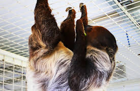 Animal ER: Episode 4