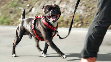 08:20: Fra bølle til bestevenn: Dette er galskap | NRK 1 | 4/25 2026