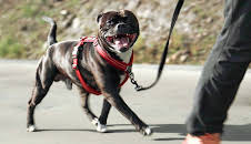 Fra bølle til bestevenn: Dette er galskap