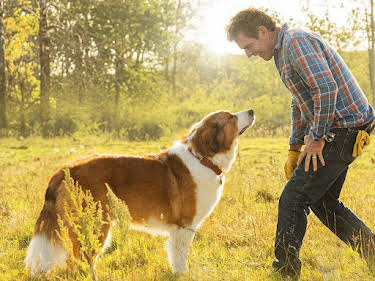 06:40: Bailey - Ein Hund kehrt zurück | Sat1 | 4/3 2026