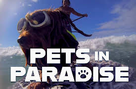 Pets in Paradise TV: Surfing Dogs